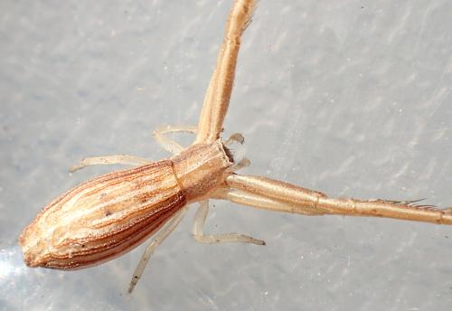 Runcinia flavida